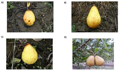 Over a century of pear breeding at the USDA